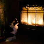 Fireplace pet safety in Woodbury, Minnesota