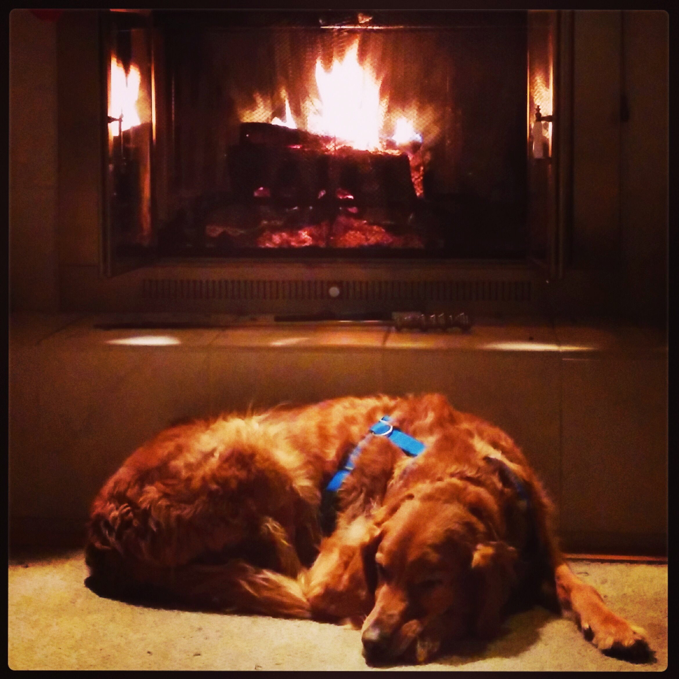 Fireplace pet safety in Woodbury, Minnesota